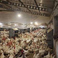 مجموعه مرغ مادر 40 هزارتایی مازندران