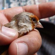 سهره قناری تازه