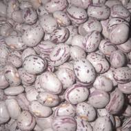 لوبیاچیتی کوشاکشت‌ کو