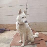 سگ هاسکی سفیدواگذار