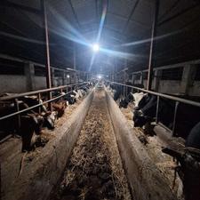 کارگر برای دامداری