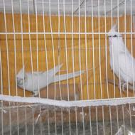 عروس هلندی آلبینو