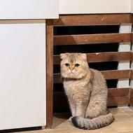 گربه نر اسکاتیش گلد