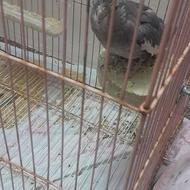 عروس هلندی نر دستی