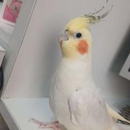 گمشده ام رو پیداکنید مژده گانی نقدی