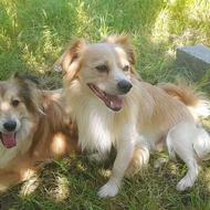 دوعددسگ خانگی.ب اسم کوپروحانارایگان واگذارمیشودب خانواده