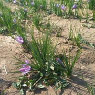 زعفران درجه یک کاشت اول مال خودم بوده کشاورز هستم