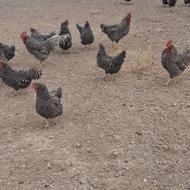 مرغ خروس امریکای