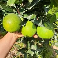 فروش پرتغال وپیج