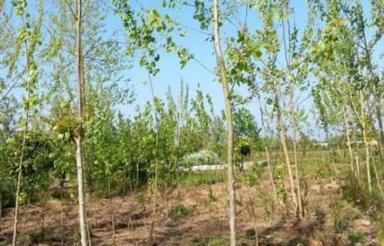 فروش زمین باغی 200متر دوبر از دو کوچه