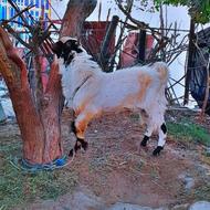 انواع گوسفند نروماده به همراه میش