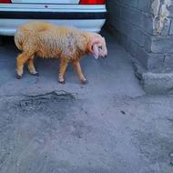 دام های سالم