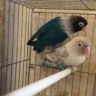 کوتوله برزیلی مولد