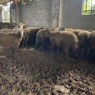 گوسفند بره نرریز قلم