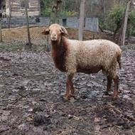 فروش گوسفند نر