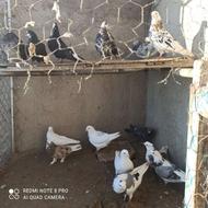 کبوترطوقی خالدار دوکت مهر سالم دونه ای 500 روهم