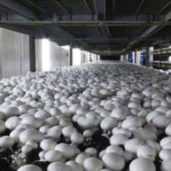 استخدام کارگر ساده