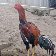 خروس لاری درشت سالم