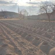 چاله کنی برای کاشت نهال و انجام تیرهای باغی وسیم کشی باغات