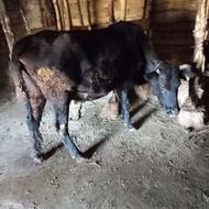 گاو و گوساله