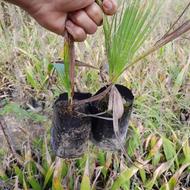 پالم واشنگتونی نشایی و گلدانی 1 و 2 و3متری