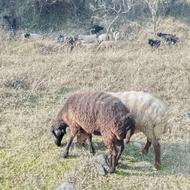 گوسفند ابستن جوان