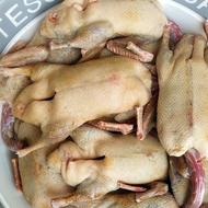 فروش اردک محلی ارگانیک پرورش یافته در شالیزار