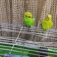 مرغ عشق به همراه بچه هاشون