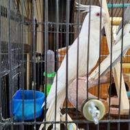 عروس هلندی نژاد دار