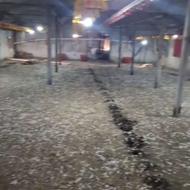 کود مرغی کف سالن