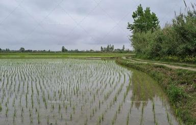 3000متر شالیزار