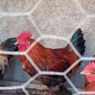 خروس محلی گلپایگانی جوان یک ساله