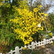 ژینگو، درخت اهن،انجیری