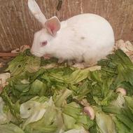 واگذاری خرگوش رایگان