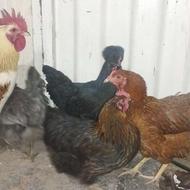 مرغ تخمگذار