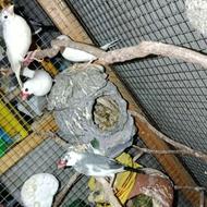 8عدد فنج جفتی