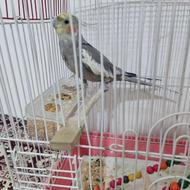 عروس هلندی نر