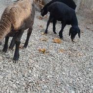 بره نرو ماده