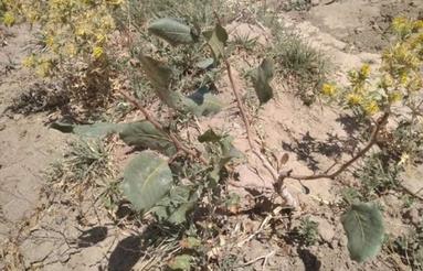 باغ پسته 5ساله کنار چاه موتور ملکی