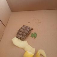 بچه لاکپشت.