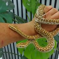 خرید و فروش خزنده. مار، پیتون، بوآ، ایگوانا و غیره