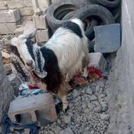 بز فروشی فوری