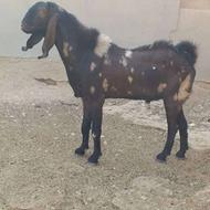 پازن دوساله