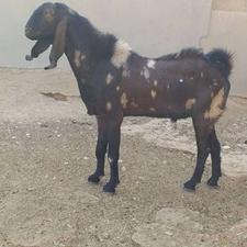 پازن دوساله