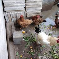 خروس برهما ومرغ برهما اردک تخم گذار مرغ گلپایگانی