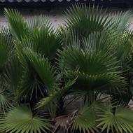 درخت پالم واشینگتن