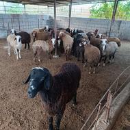 فروش 30راس بره پرواری