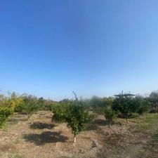 فروش زمین کشاورزی 1060 متر در بالا گلما