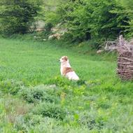 سگ گله دهن پاک وگوسفندی