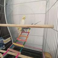 جفت طوطی عروس